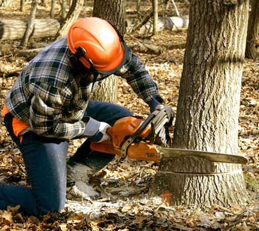 Tree Removal in Albion, MI